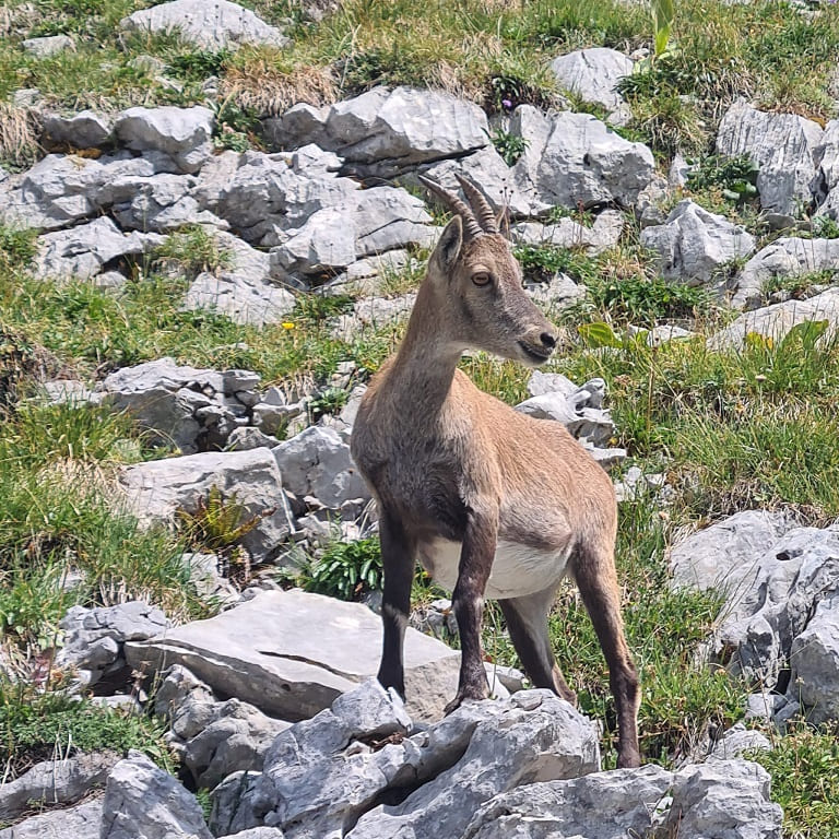 Observation de la faune