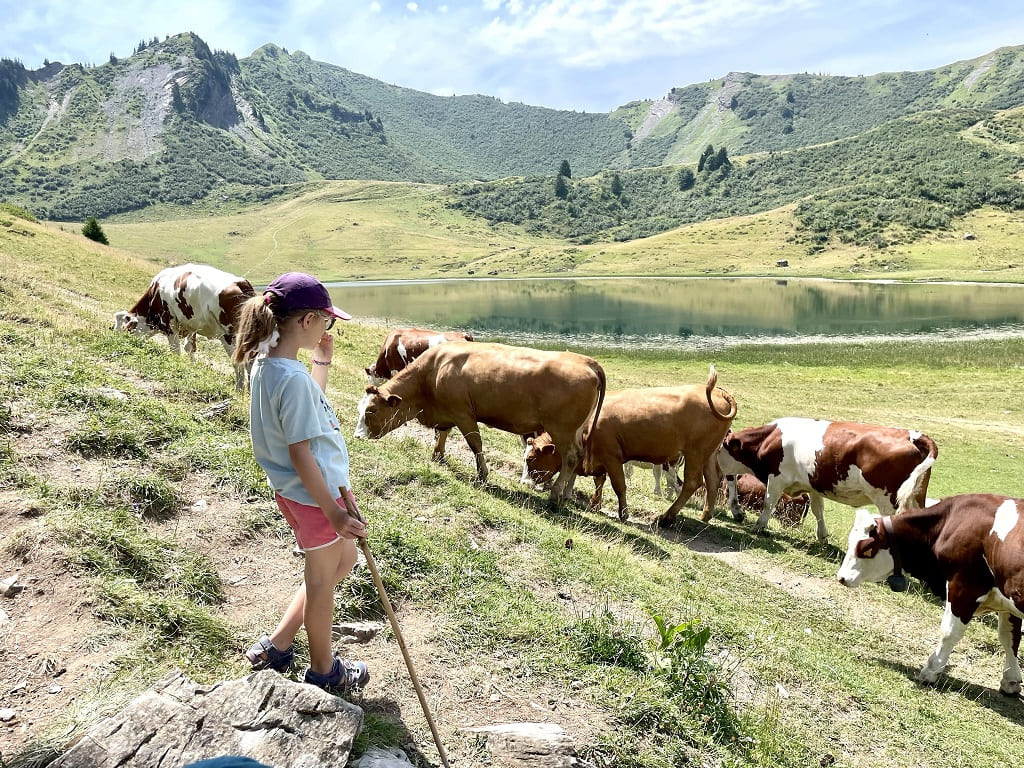 vaches